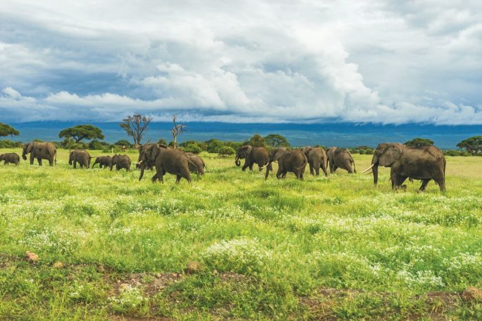 3 days Amboseli National park safari
