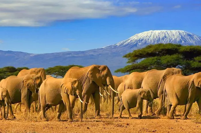 3 days Amboseli National park safari