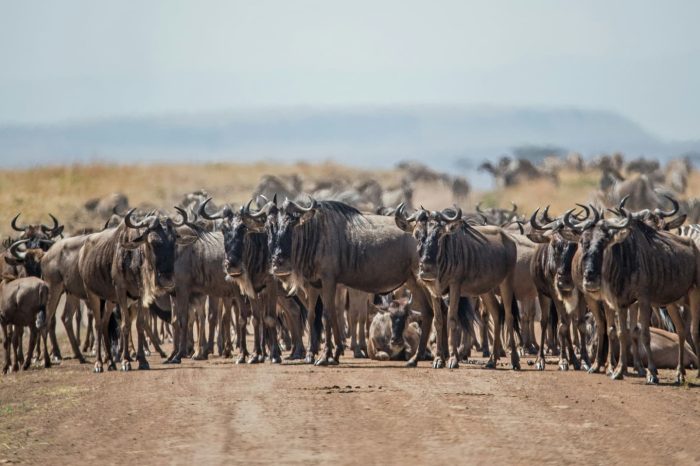 4 Days Masai Mara and Lake Nakuru national park safari