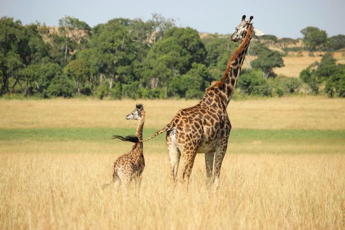 Nairobi national park safari, elephant orphanage and giraffe Centre excursion