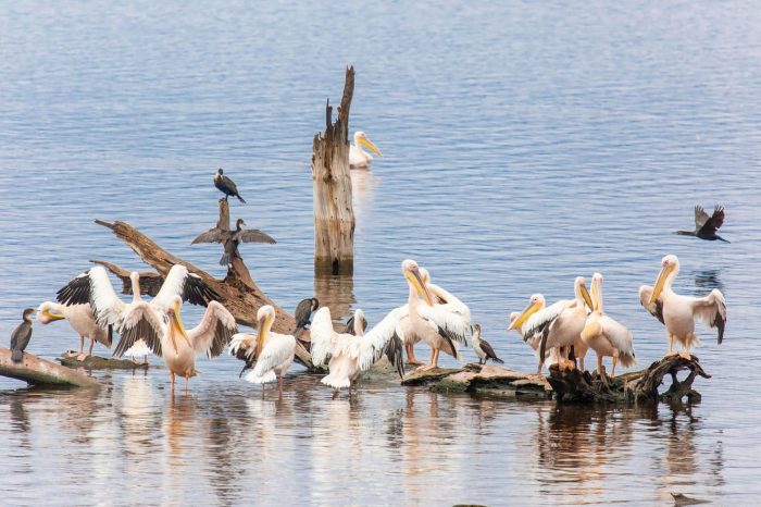 Lake Bogoria National Reserve Day Trip