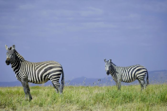 Half Day Nairobi National Park safari